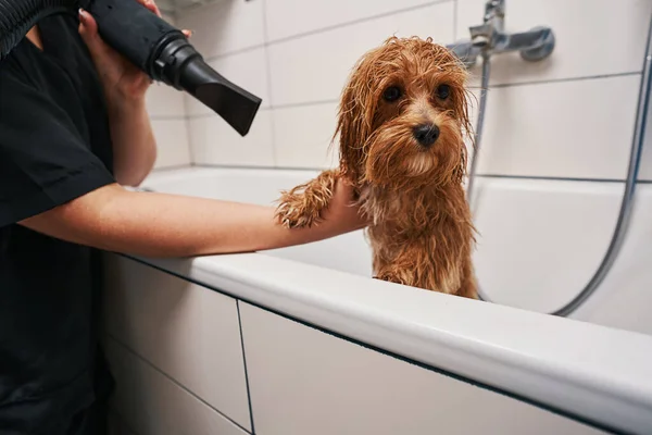 Calma animale domestico pronto per l'essiccazione dopo la doccia — Foto Stock