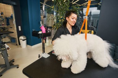 Bu sevimli tüylü hayvan benim en sevdiğim müşterim.