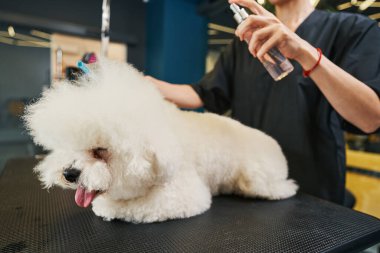 Hayvanları tımar ettikten sonra kürk kremi sürmek