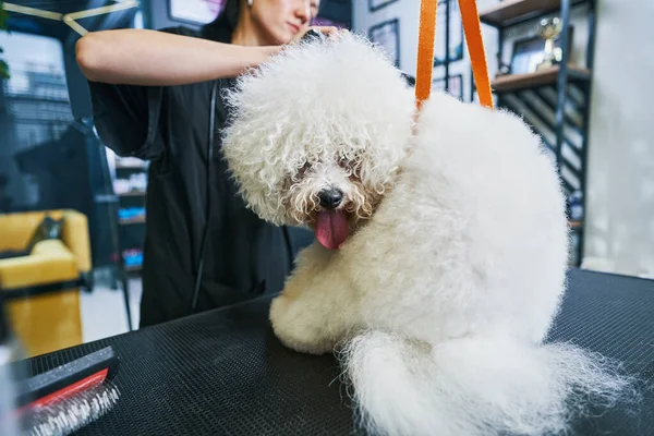 Piękny patrząc pudel lizanie jego futro w pet salon — Zdjęcie stockowe