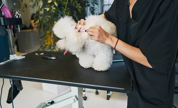 Procedura importante di pulizia di orecchi di animali domestici in salone — Foto Stock