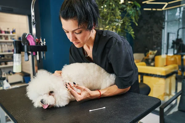 Dappere huisdier niet bang van trimmen in salon — Stockfoto