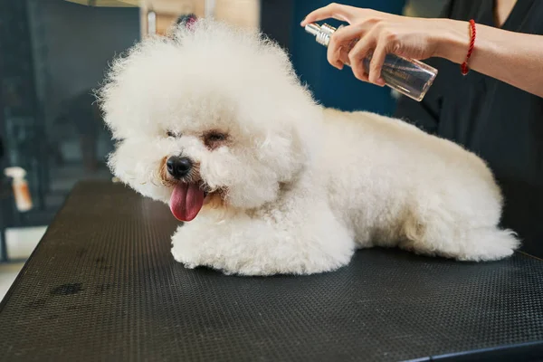 Het aanbrengen van ontharder op de vacht van pluizige hond — Stockfoto