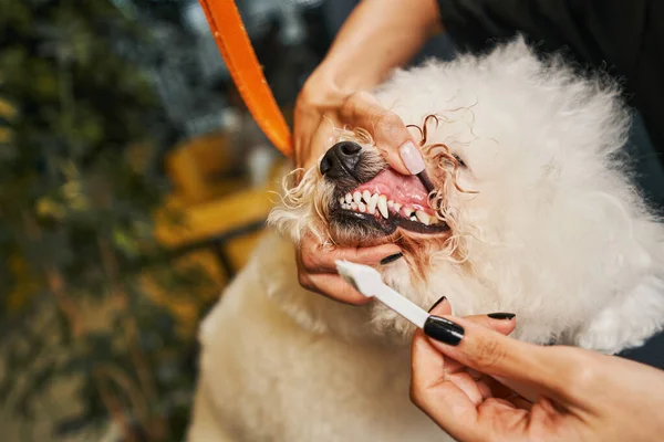 Traitement dentaire étant important tout en prenant soin des animaux de compagnie — Photo