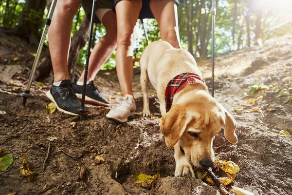 Joyeuse journée de chien avec couple en forêt — Photo