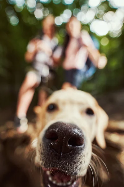 Активна пара гуляє з милою собакою в лісі — стокове фото
