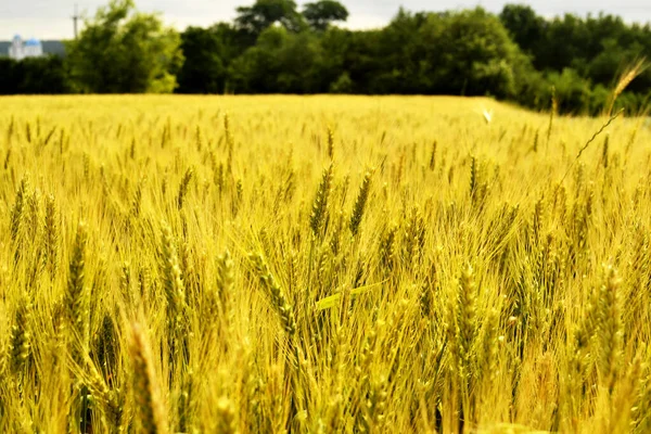 Поле Спелой Пшеницы Нового Урожая — стоковое фото