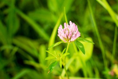 Yeşil çimenler üzerinde yonca çiçeği