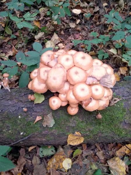 Setas Del Bosque Crecen Tronco Cubierto Musgo — Foto de Stock