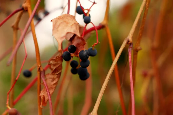 Automne Fond Bleu Foncé Raisins Sauvages Feuilles Sèches — Photo