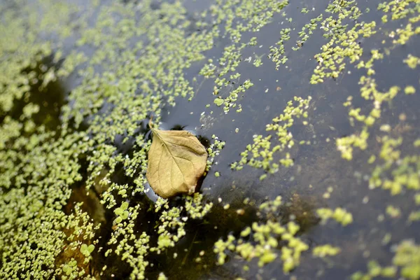 Autumn Leaf Lake Duckweed — Stock Photo, Image