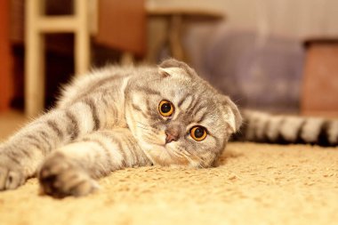 İskoç kedisi halıda yatıyor.