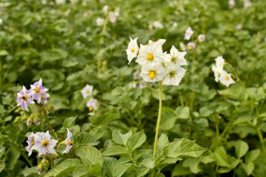 Patates tarlasında beyaz çiçekler
