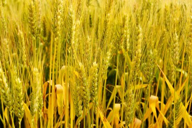 Olgun buğday başakları tarlada yetişir.