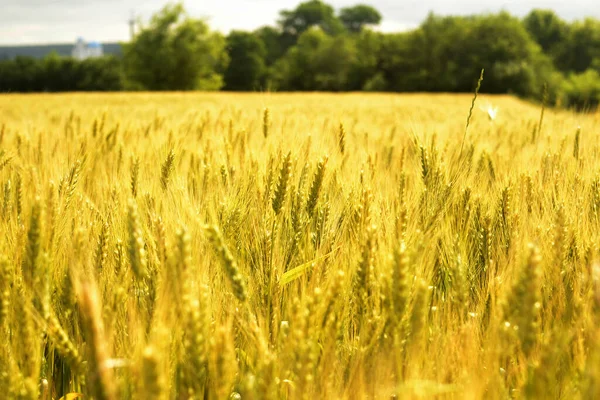Zralé Uši Pšenice Zemědělství Poli — Stock fotografie