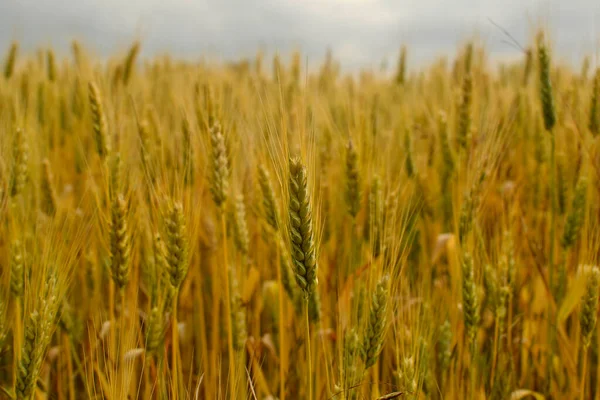 Фон Колосків Пшениці Ростуть Полі — стокове фото