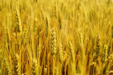 Buğday tarlası arka planı kırsal