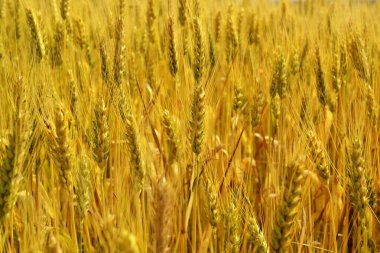 Buğday filizi alan arkaplanı kırsal