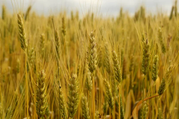 Заднем Плане Спелые Колоски Пшеницы Растущей Поле Крупным Планом — стоковое фото