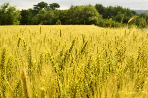 Zomertarweveld Met Rijpe Oren Van Nieuwe Oogst — Stockfoto