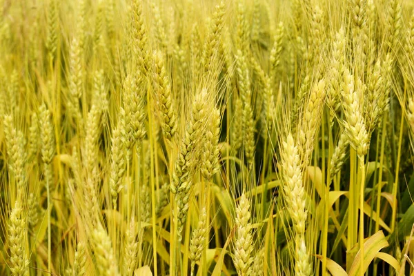 Achtergrond Tarweveld Met Rijpe Oren Van Maïs Nieuw Gewas — Stockfoto