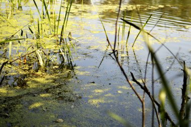 İçinde kurbağaların yaşadığı gölet.