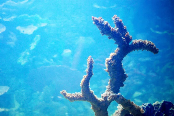 Okyanusun Dibindeki Mercan Bitkileri — Stok fotoğraf