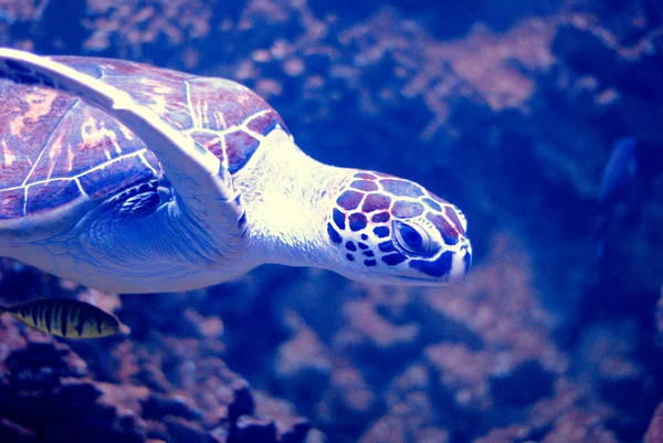 Deniz Kaplumbağası Derinlerde Yüzer — Stok fotoğraf