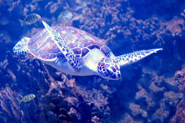 Deniz Kaplumbağası Balık Mercanlar Arasında Yüzer — Stok fotoğraf