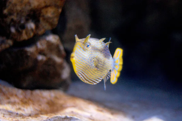 Exotic Yellow Fish Blue Stripes Dark Sea Water Corals — Stockfoto