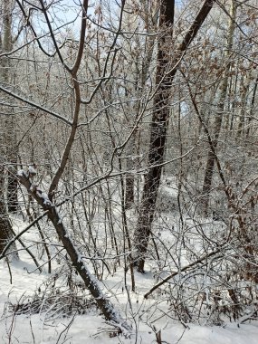 Winter beautiful landscape in a snowy forest with snow on branches