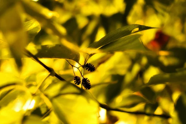 in the forest tree seeds on a branch close-up