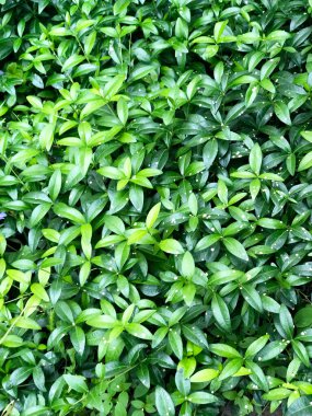 Canlı yeşil küçük yaprakların arkaplan tasarımı