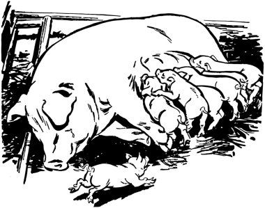 Domuz yavruları ile ekmek