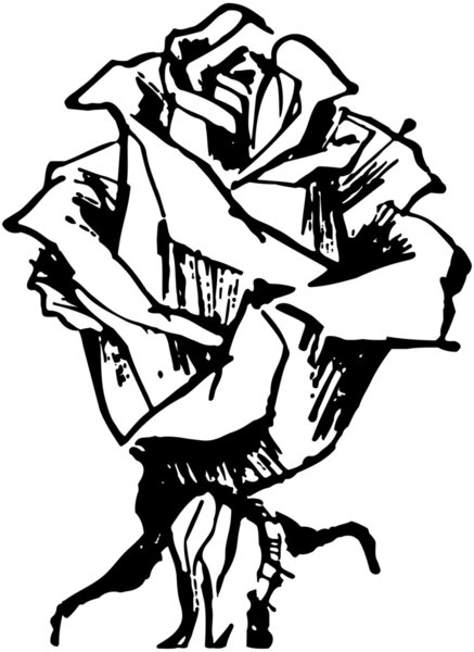 Роза цветёт
