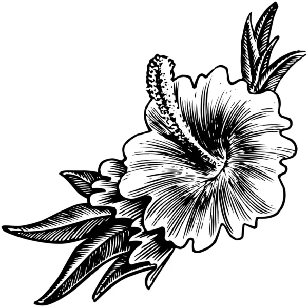 Fiore di ibisco — Vettoriale Stock