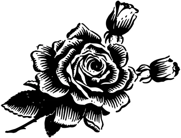 Krásná růže — Stockový vektor