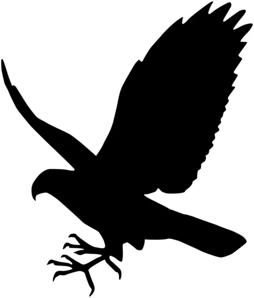 Falco — Vettoriale Stock