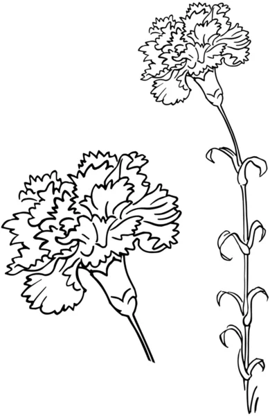 Carnation — Stock Vector