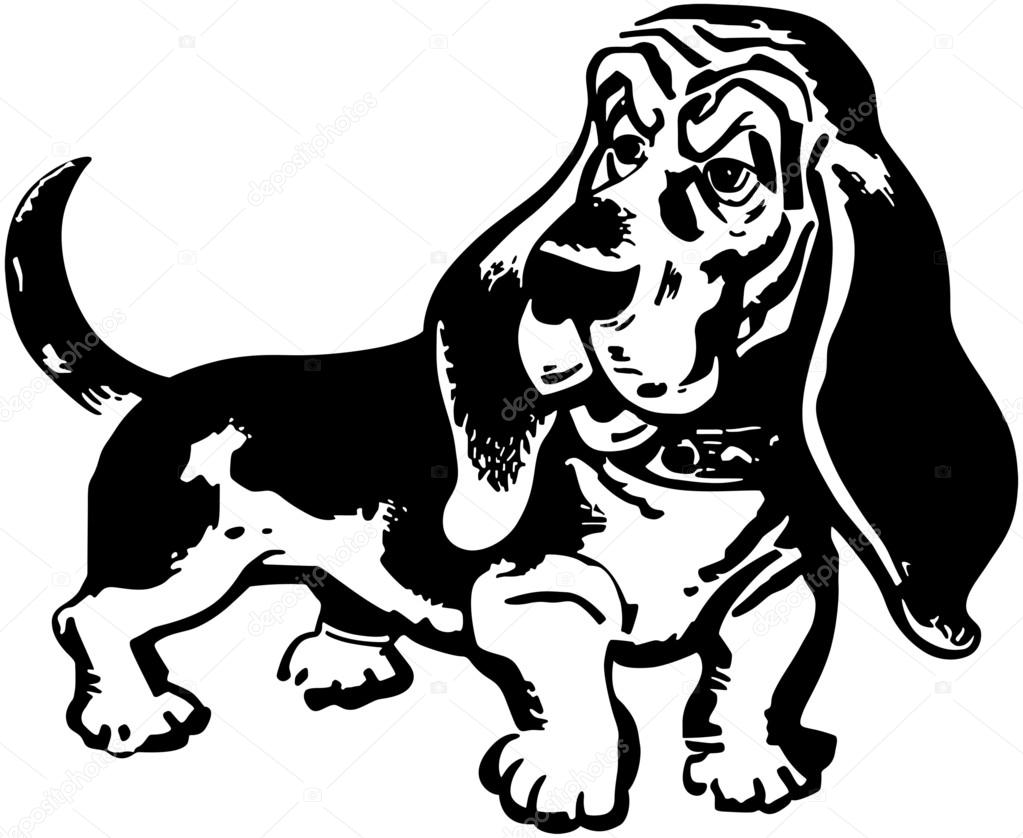 Basset Hound Stock Vector Image by ©RetroClipArt #55673251