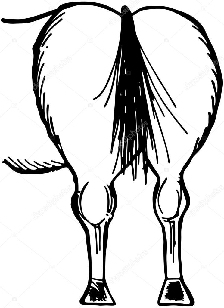 Horse Rear End