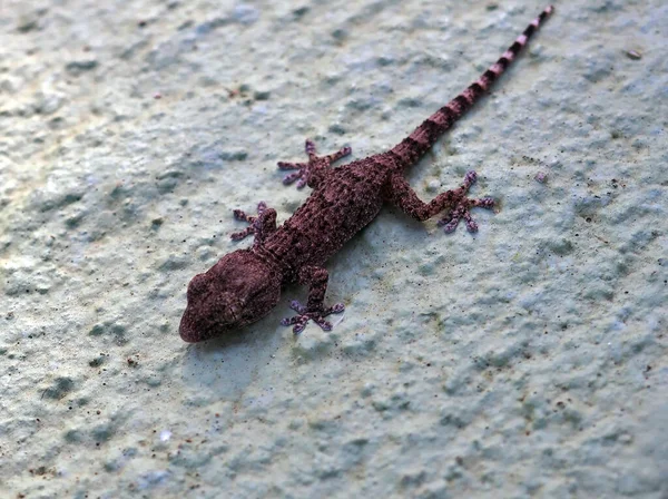 Gecko Wall Waiting Prey — Stock Photo, Image