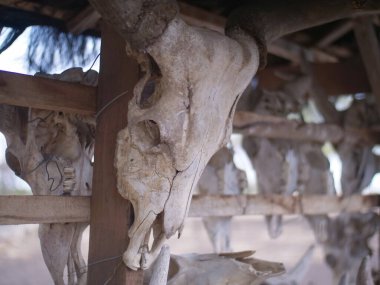 Sergilenen ve düzgünce düzenlenmiş bir boğa kafatası. Yaşlı hayvan iskeleti.