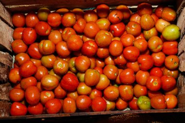 Lezzetli kırmızı domatesler arka plan olarak kullanılabilir. (seçici odaklanma). Sancak manzarası için domates sebze konsepti alanı. Arka plan için domates. Düzenli domates tüketen sağlıklı gözler..