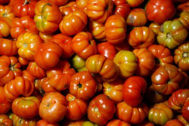 Endonezya kırmızı domatesi, yani gül domatesi. Bu domates acı biber sosunun ana malzemesi için kullanılır. Genel olarak yuvarlak olmayan domatesler..