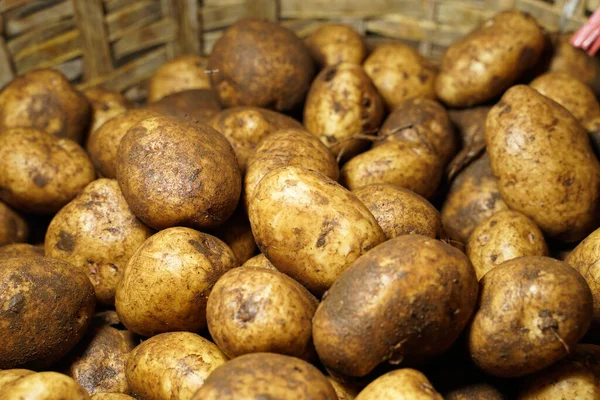 Färsk Potatis Med Spår Jord Huden Smutsig Råpotatis Stor Mängd — Stockfoto
