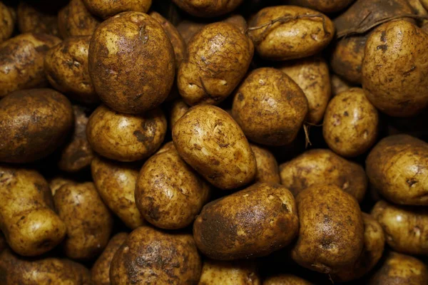 Färsk Potatis Med Spår Jord Huden Smutsig Råpotatis Stor Mängd — Stockfoto