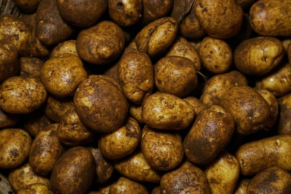Teninde Toprak Izleri Olan Taze Patates Büyük Miktarda Kirli Çiğ — Stok fotoğraf
