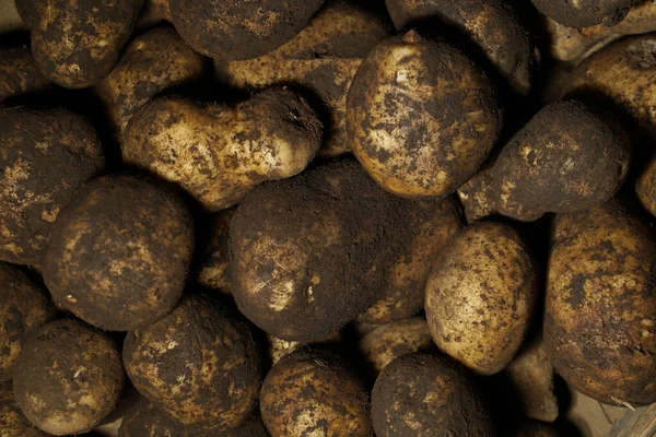 Verse Aardappel Met Sporen Van Aarde Huid Vuile Rauwe Aardappelen — Stockfoto