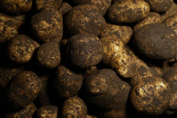 Teninde Toprak Izleri Olan Taze Patates Büyük Miktarda Kirli Çiğ — Stok fotoğraf